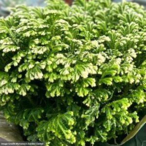 Fern (Selaginella) – Frosty – 2.5″ Pot