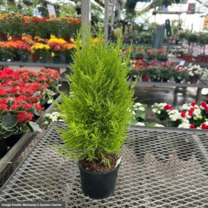 Cypress (Goldcrest) – Lemon – 4.5″ Pot