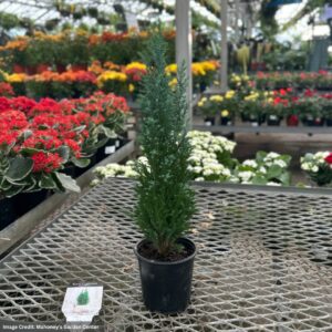 Cypress (Ellwoodii) – Dark Green – 4″ Container