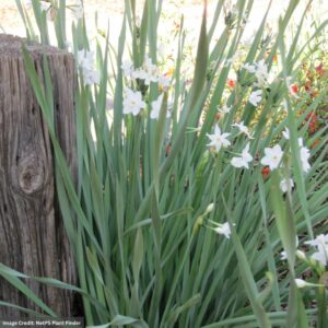 Paperwhites (Narcissus Papyraceus) – 6″ Pot