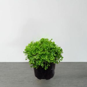 Fern (Selaginella) – Golden Moss – 2″ Pot