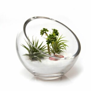 Terrarium Glass Bowl – 5″