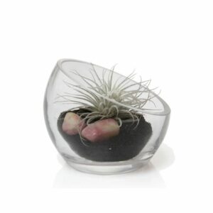 Terrarium Glass Bowl – 3″