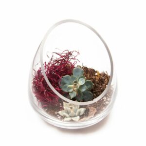 Terrarium Glass Bowl Short – 4.5″