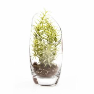 Terrarium Glass Bowl Tall – 3″