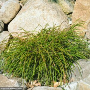 Thuja Plicata (Arborvitae) – Whipcord – #2 Container