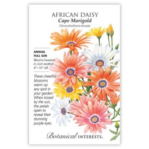 Botanical Interests – African Daisy – Cape Marigold Seeds