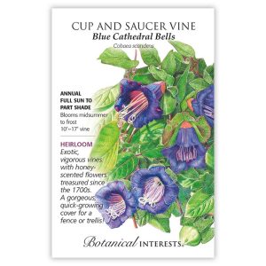 Cup and Saucer Vine Seeds – Botanical Interests – Blue Cathedral Bells