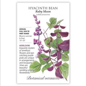 Hyacinth Bean Seeds – Botanical Interests – Ruby Moon