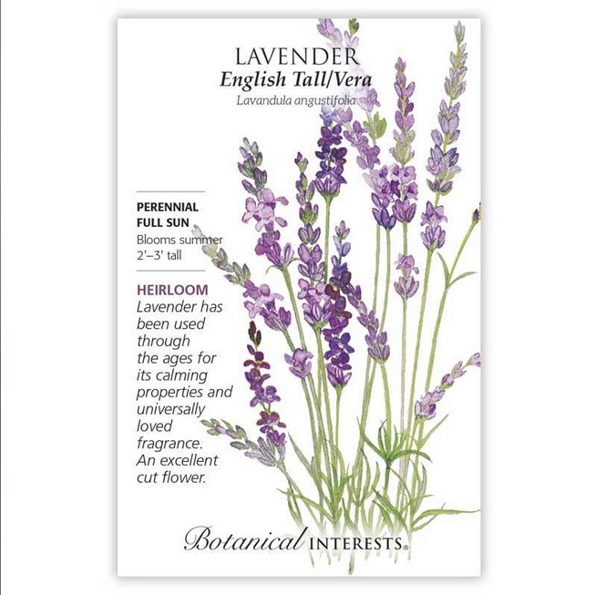 English Tall/Vera Lavender Seeds