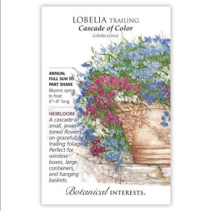 Trailing Lobelia Seeds – Botanical Interests – Cascade of Color
