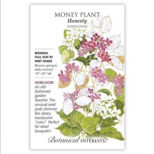 Money Plant Seeds – Botanical Interests – Honesty