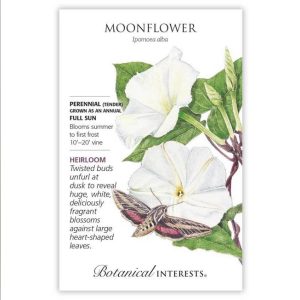 Moonflower Seeds – Botanical Interests