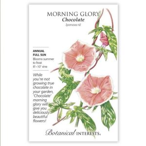 Morning Glory Seeds – Botanical Interests – Chocolate