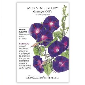 Morning Glory Seeds – Botanical Interests – Grandpa Ott’s