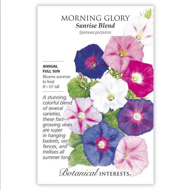 Sunrise Blend Morning Glory Seeds