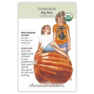 Pumpkin Seeds – Botanical Interests – Big Max (Organic)