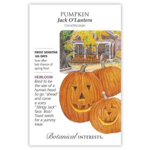 Pumpkin Seeds – Botanical Interests – Jack O’Lantern