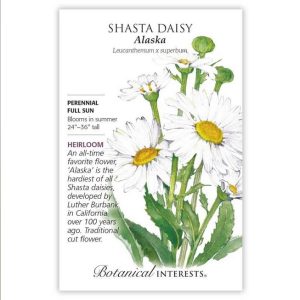 Shasta Daisy Seeds – Botanical Interests – Alaska