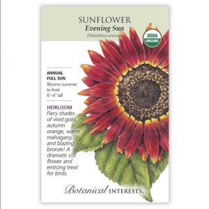 Sunflower Seeds – Botanical Interests – Evening Sun (Organic)