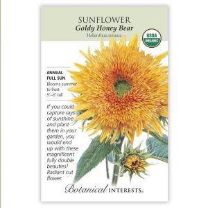 Sunflower Seeds – Botanical Interests – Goldy Honey Bear (Organic)