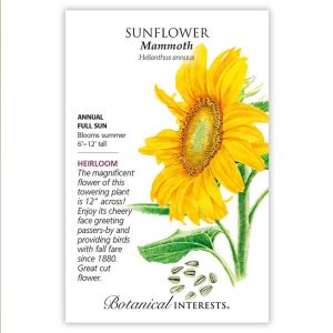 Sunflower Seeds – Botanical Interests – Mammoth
