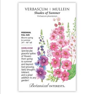 Verbascum / Mullein Seeds – Botanical Interests – Shades of Summer