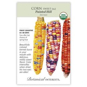 Sweet Corn Seeds – Botanical Interests – Painted Hill (Organic)