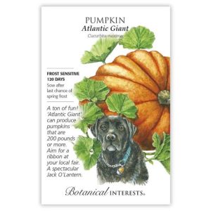 Pumpkin Seeds – Botanical Interests – Atlantic Giant