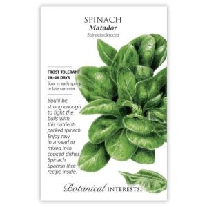 Spinach Seeds – Botanical Interests – Matador