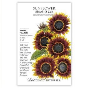 Sunflower Seeds – Botanical Interests – Shock-O-Lat