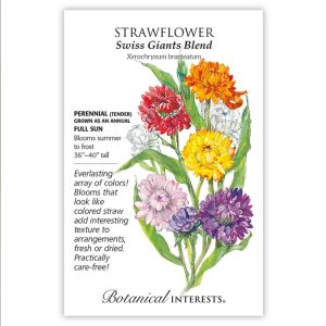 Strawflower Seeds – Botanical Interests – Swiss Giants Blend