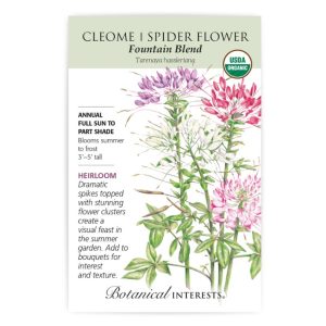 Cleome / Spider Flower Seeds – Botanical Interests – Fountain Blend (Organic)