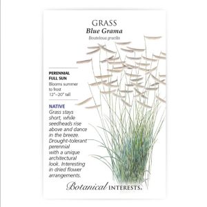 Grass Seeds – Botanical Interests – Blue Grama
