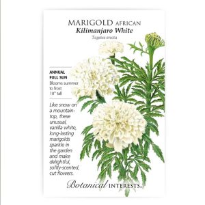 African Marigold Seeds – Botanical Interests – Kilimanjaro White