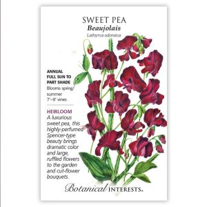 Sweet Pea Seeds – Botanical Interests – Beaujolais