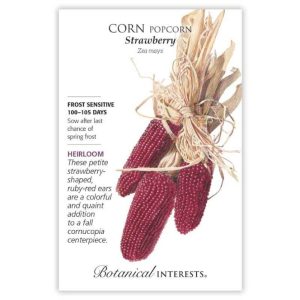 Popcorn Corn Seeds – Botanical Interests – Strawberry