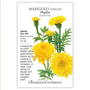 African Marigold Seeds – Botanical Interests – Phyllis