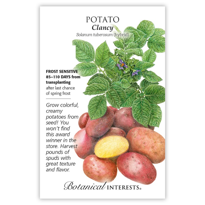 Clancy Potato Seeds