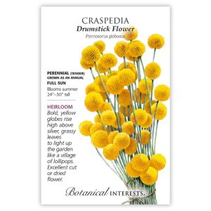 Craspedia (Drumstick Flower) Seeds – Botanical Interests