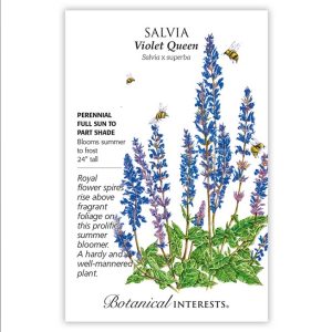 Salvia Seeds – Botanical Interests – Violet Queen