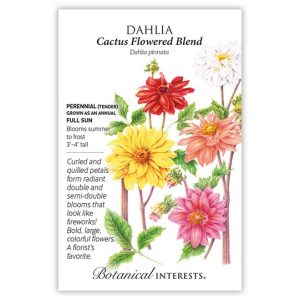 Dahlia Seeds – Botanical Interests – Cactus Flowered Blend