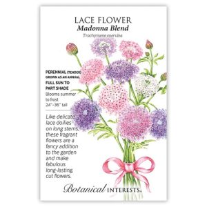 Lace Flower Seeds – Botanical Interests – Madonna Blend