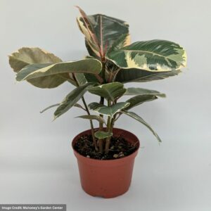 Ficus Elastica – Tineke – 10″ Pot