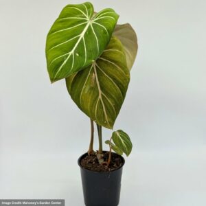 Philodendron Gloriosum