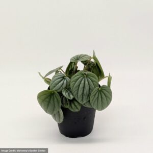 Peperomia frost