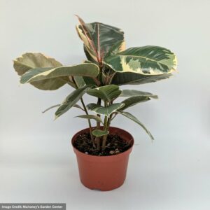 Tineke Ficus Elastica