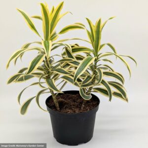 Ray Of Sunshine Dracaena