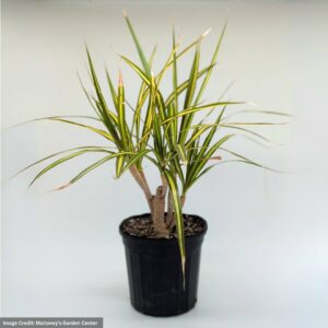 Dracaena – Ray Of Sunshine – 6″ Pot