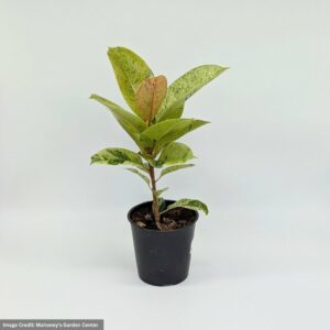 Shivereana Ficus